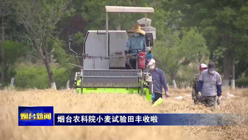 烟台农科院小麦试验田丰收啦