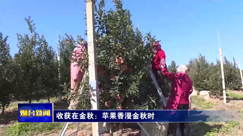 【烟台新闻】 收获在金秋：苹果香漫金秋时