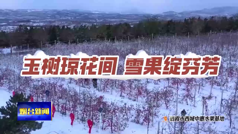 【烟台新闻】玉树琼花间  雪果绽芬芳