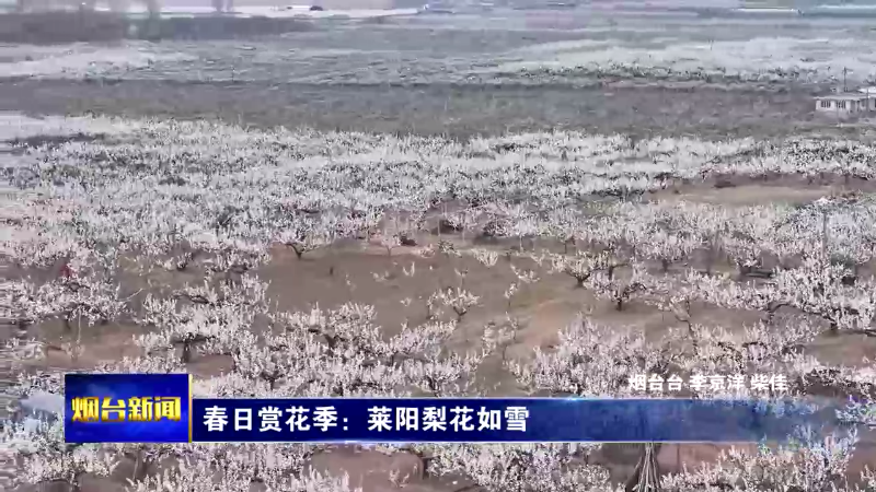 【烟台新闻】春日赏花季：莱阳梨花如雪