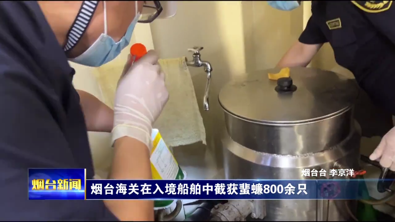 烟台海关在入境船舶中截获蜚蠊800余只