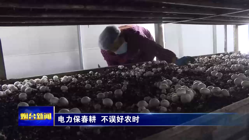 【烟台新闻】电力保春耕  不误好农时