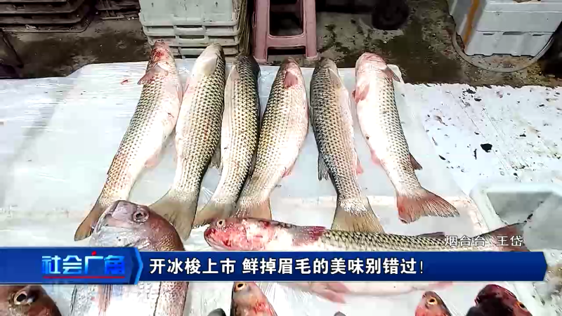 烟台开冰梭上市！鲜掉眉毛的美味别错过