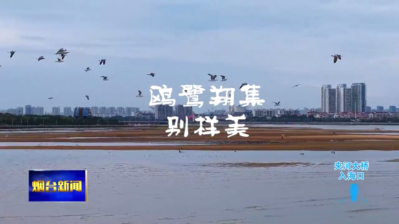 【烟台新闻】（开放式结尾）鸥鹭翔集别样美