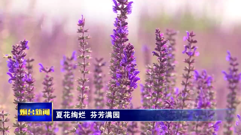 【烟台新闻】夏花绚烂  芬芳满园