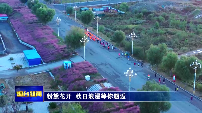 【烟台新闻】粉黛花开  秋日浪漫等你邂逅