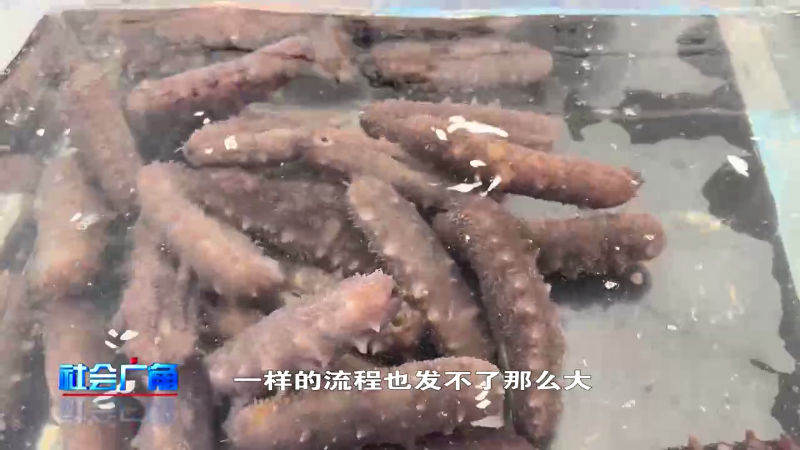 【社会广角】掌握好这两点 海参才能发的好