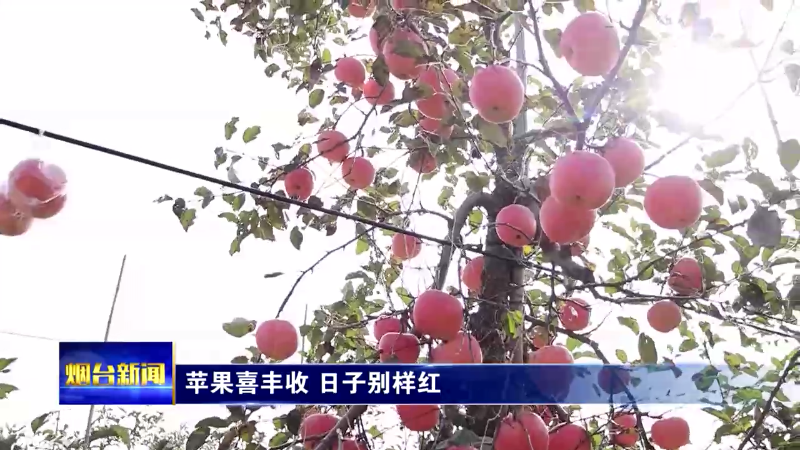 【烟台新闻】苹果喜丰收 日子别样红