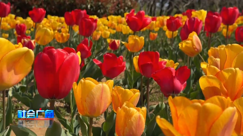烟台海边郁金香绽放，开启春日浪漫打卡季