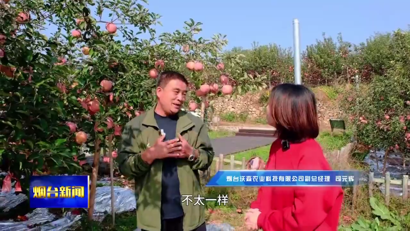 【烟台新闻】百年苹果树再丰收