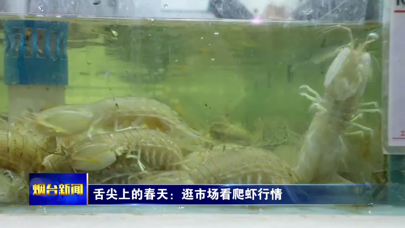 【烟台新闻】舌尖上的春天：逛市场看爬虾行情