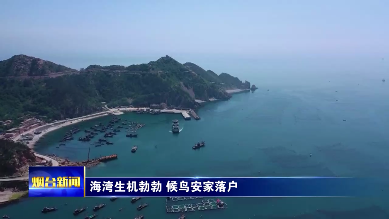 【烟台新闻】海湾生机勃勃 候鸟安家落户
