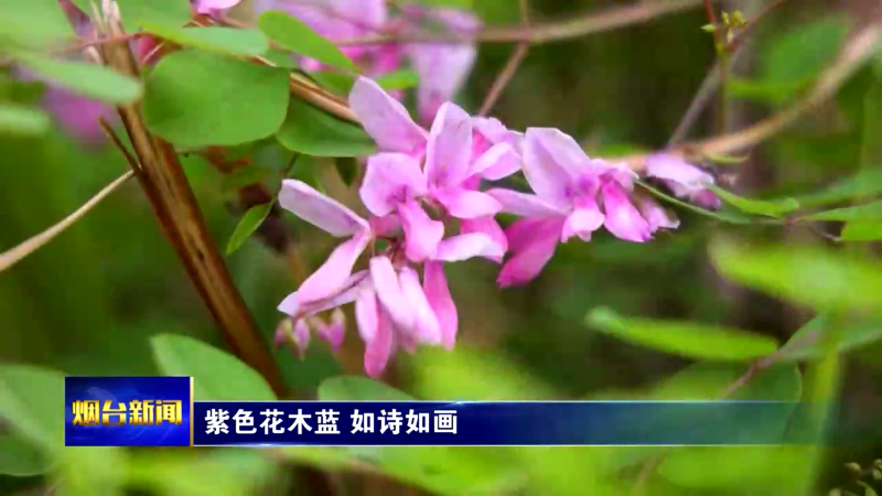 【烟台新闻】紫色花木蓝 如诗如画