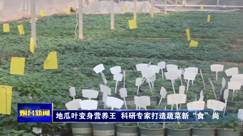 【烟台新闻】地瓜叶变身营养王  科研专家打造蔬菜新“食”尚