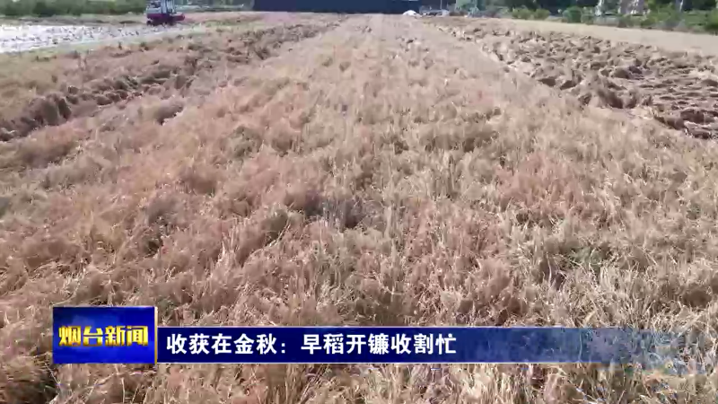 【烟台新闻】收获在金秋：早稻开镰收割忙