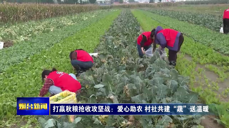 【烟台新闻】 打赢秋粮抢收攻坚战：爱心助农 村社共建“蔬”送温暖