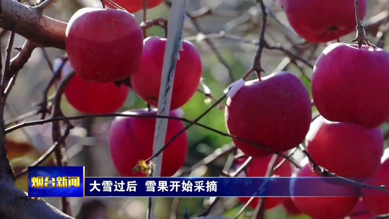 【烟台新闻】大雪过后  雪果开始采摘