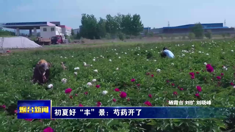 初夏好“丰”景！芍药开了