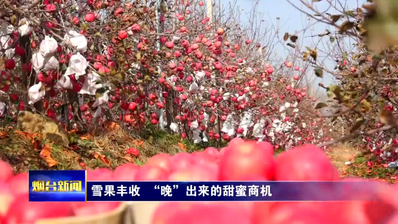 烟台：雪果丰收 “晚”出来的甜蜜商机