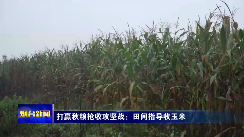 打赢秋粮抢收攻坚战：田间指导收玉米