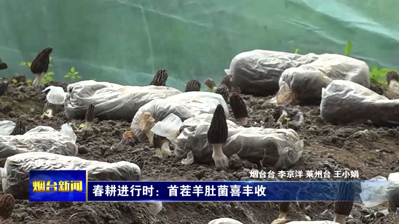 【烟台新闻】春耕进行时：首茬羊肚菌喜丰收