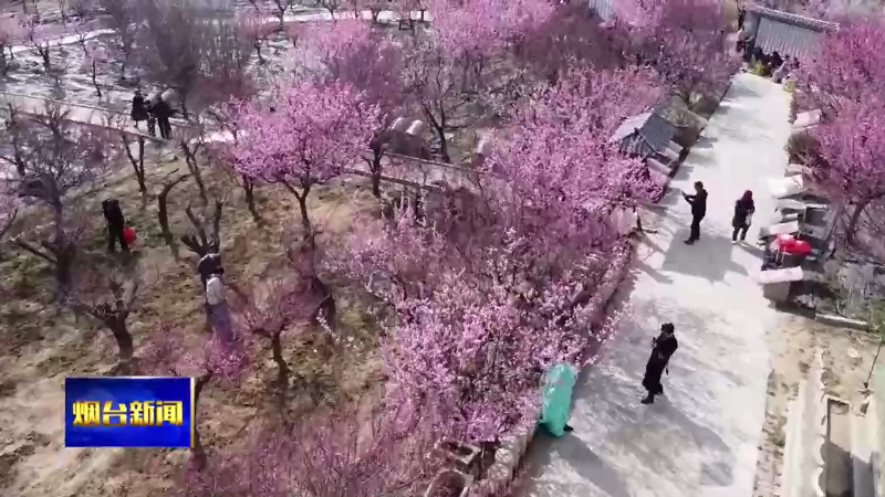 【烟台新闻】（春游赏花好去处）莱州梅园