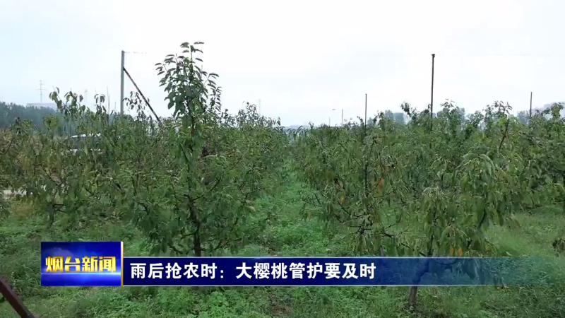雨后抢农时：大樱桃管护要及时