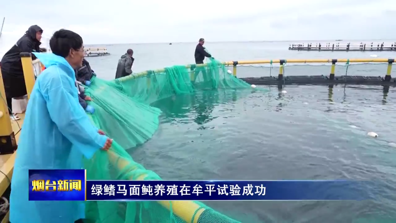 绿鳍马面鲀养殖在牟平试验成功