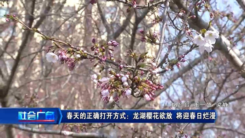 【社会广角】春天的正确打开方式：龙湖樱花欲放 将迎春日烂漫