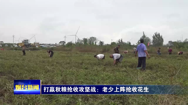打赢秋粮抢收攻坚战：老少上阵抢收花生