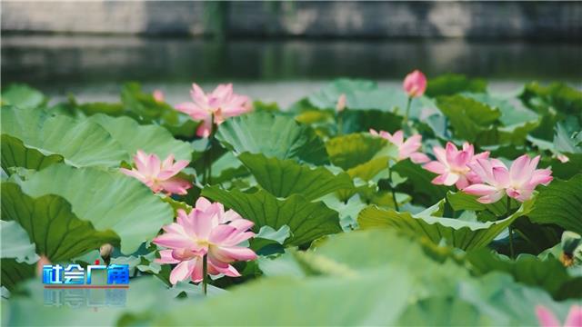 【社会广角】大暑时节：注意防暑祛湿