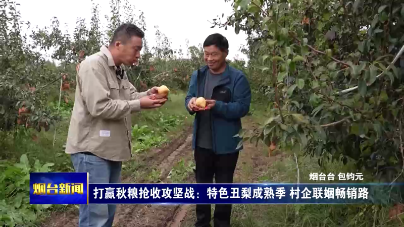 【烟台新闻】打赢秋粮抢收攻坚战：特色丑梨成熟季 村企联姻畅销路