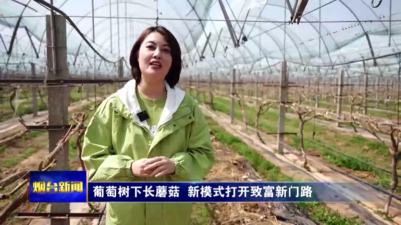 【烟台新闻】葡萄树下长蘑菇 新模式打开致富新门路