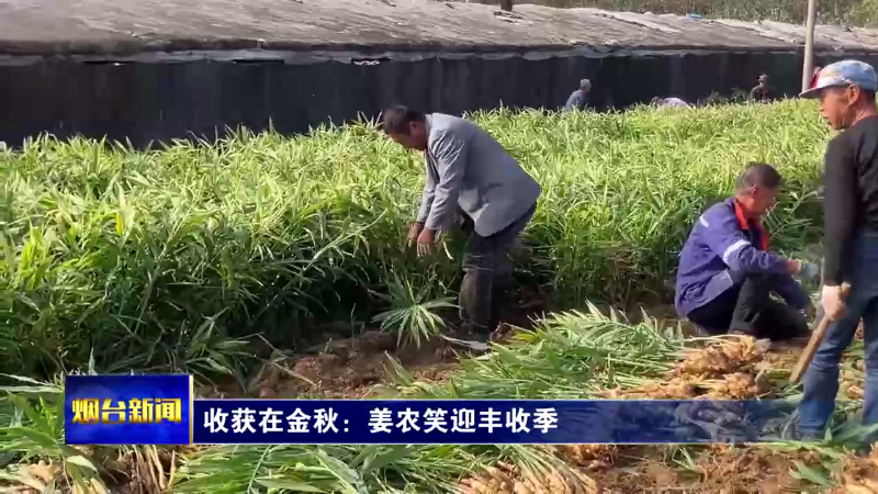 【烟台新闻】收获在金秋：姜农笑迎丰收季