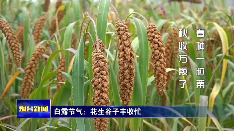 【烟台新闻】白露节气：花生谷子丰收忙