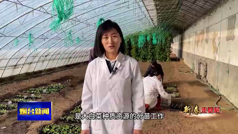 【烟台新闻】张丽莉：春节不停歇  育种新希望