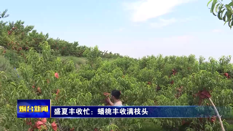 【烟台新闻】盛夏丰收忙：蟠桃丰收满枝头