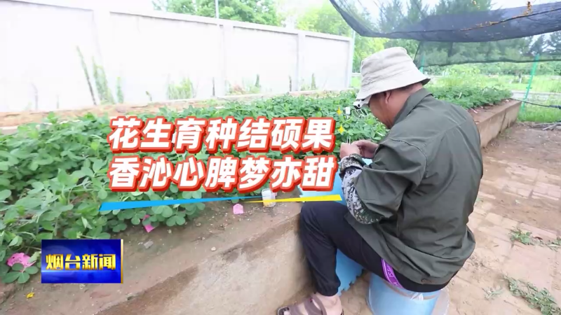 烟台：花生育种结硕果 香沁心脾梦亦甜