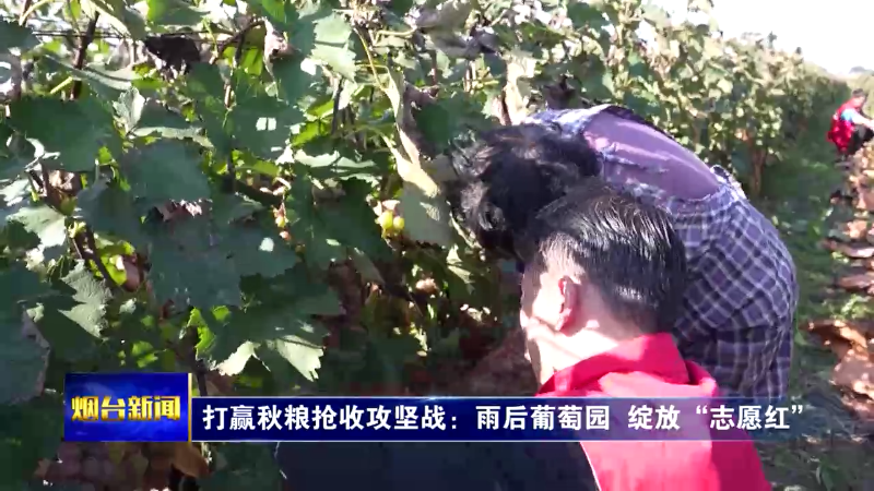 打赢秋粮抢收攻坚战：雨后葡萄园  绽放“志愿红”