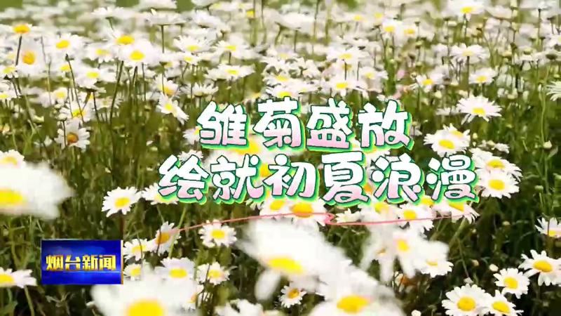 雏菊盛放 绘就初夏浪漫！