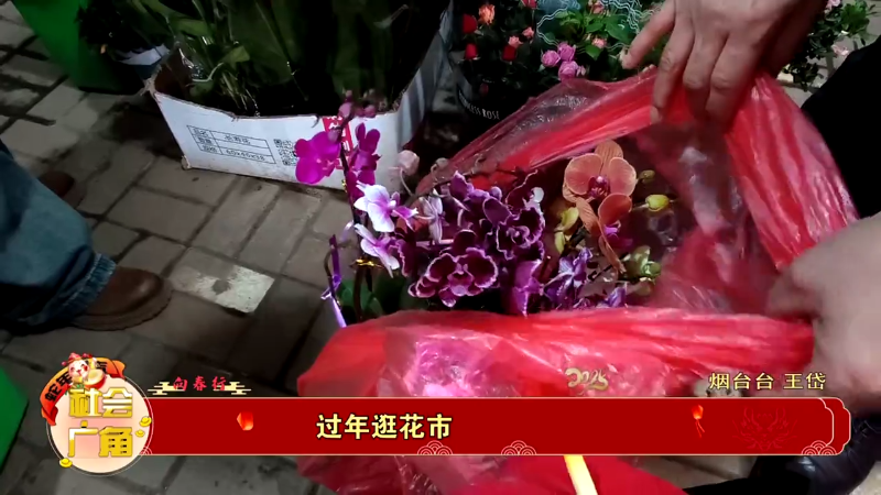蝴蝶兰打丰折了！过年来这里可以捡漏啊！