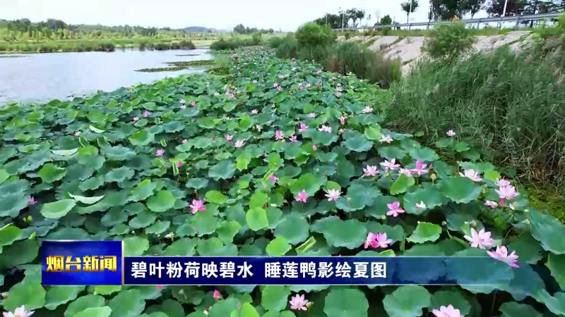 【烟台新闻】碧叶粉荷映碧水  睡莲鸭影绘夏图