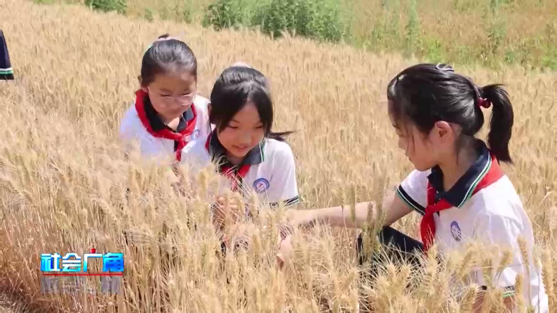 【社会广角】今日芒种：“芒”有所获 “种”有所得