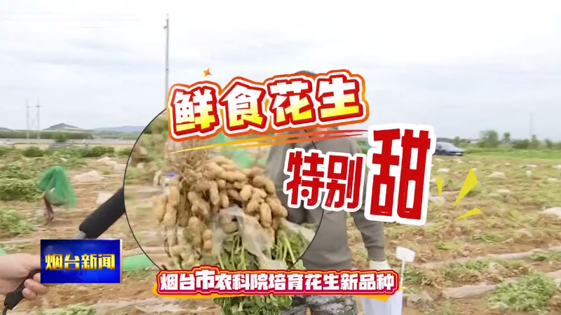 【烟台新闻】烟台农科院：新品鲜食花生特别甜